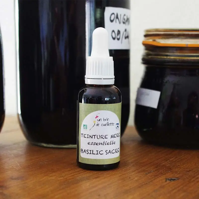 Basilic-sacre-Un-brin-de-Cueillette-Laure-GUILLOT-Paysanne-herboriste-Vosges