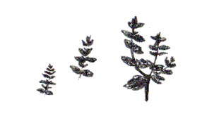 mélisse